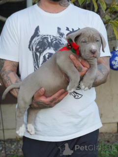 Фото №3. Познакомьтесь с герцогом, нежным стражем с золотым сердцем.  Германия