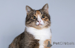 Фото №4. Продам  в Химках частное объявление - цена Бесплатно