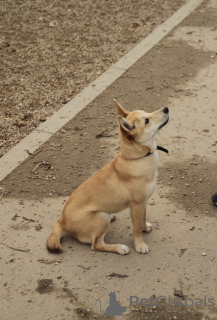 Фото №3. Пристраивается чудесный щенок-лисенок 6 месяцев..  Россия