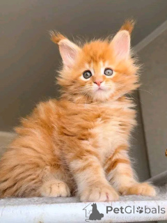 Фото №2 к объявлению №164379 о продаже бенгальская - купить в Германии 