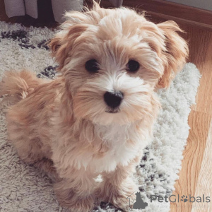 Фото №4. Продажа мальтипу в Берлине частное объявление, заводчик - цена 64937₽