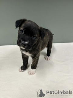 Фото №3. Бордер-колли Urocze szczenięta do adopcji.  Польша