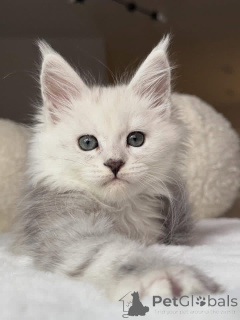 Фото №3. Котенок мейнкун. Великобритания