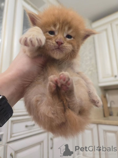 Фото №2 к объявлению №164176 о продаже мейн-кун - купить в Финляндии из приюта