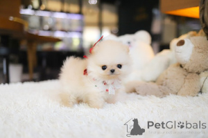 Фото №4. Продажа померанского шпица в Шаг заводчик - цена договорная