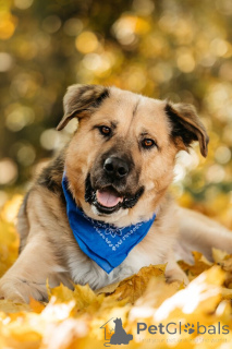 Фото №1. беспородная - купить в Москве реке за Бесплатно. Объявление №156697