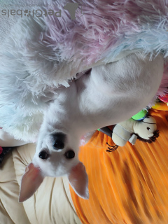 Фото №2 к объявлению №127182 о продаже чихуахуа - купить в Германии частное объявление