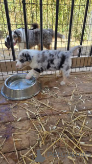 Фото №2 к объявлению №163077 о продаже бордер-колли - купить в США заводчик