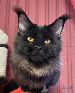 Фото №4. Продам мейн-куна в Тесто частное объявление - цена договорная