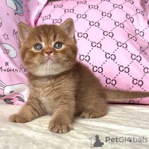 Фото №2 к объявлению №160391 о продаже британская короткошёрстная - купить в Германии частное объявление