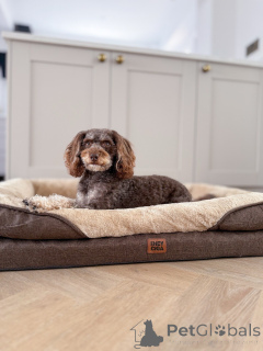 Фото №2 к объявлению №156414 о продаже лабрадудля - купить в Люксембурге частное объявление