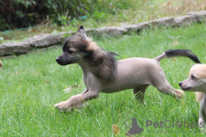 Фото №2 к объявлению №77895 о продаже китайскую хохлатую собаку - купить в Польше заводчик