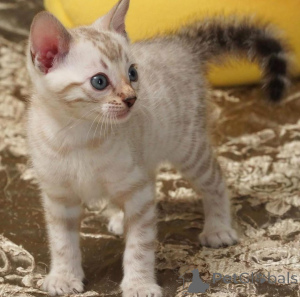 Фото №1. бенгальская - купить в Стокгольм за 69575₽. Объявление №153192