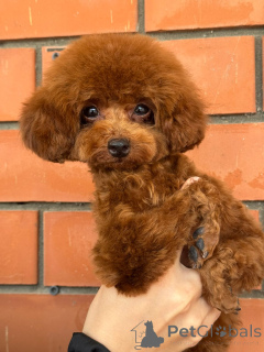 Фото №4. Продажа пуделя (карликового) в Краснодаре  - цена 280000₽