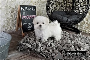 Фото №3. Cute Maltese puppies available for free adoptoin.  Германия