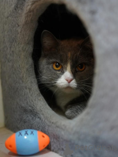 Фото №2 к объявлению №155967 о продаже шотландская (скоттиш страйт) - купить в России частное объявление