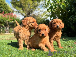 Фото №1. пудель (карликовый) - купить в Амстердам за договорная. Объявление №160835