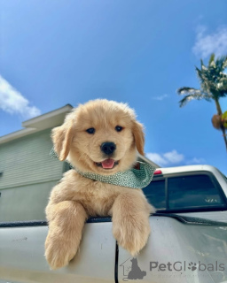 Фото №3. Встречайте Купера, солнышко в мехах! Верный, умный и всегда готовый сделать ваш.  Нидерланды