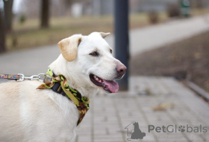 Фото №3. Белая красавица Ева ищет дом!.  Россия