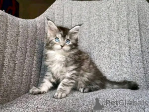 Фото №2 к объявлению №138099 о продаже мейн-кун - купить в Германии 