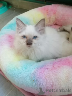 Фото №1. священная бирма - купить в Басс за Бесплатно. Объявление №161901