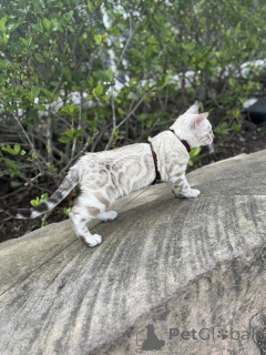 Фото №1. бенгальская - купить в Лондонский Сити за 69575₽. Объявление №155415