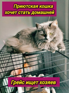 Фото №2 к объявлению №153453 о продаже  - купить в России частное объявление