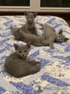 Фото №2 к объявлению №157779 о продаже русская голубая - купить в Германии частное объявление