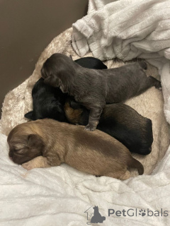 Фото №1. чихуахуа - купить в Джорджтаун за 39542₽. Объявление №161375