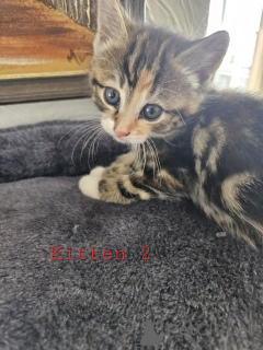 Фото №3. Maine-Coon-Mix-Kätzchen. Австрия