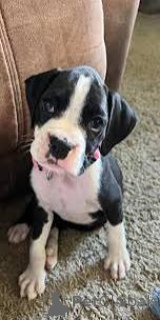 Фото №3. Купите Boxerpuppy.  Бельгия
