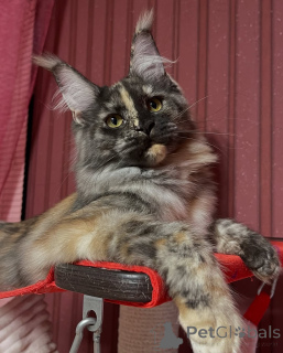 Фото №2 к объявлению №155322 о продаже мейн-кун - купить в Норвегии частное объявление