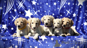 Фото №2 к объявлению №138460 о продаже  - купить в Сербии 