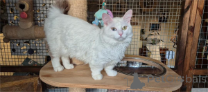 Фото №1. манчкин - купить в Алсдорф за 32468₽. Объявление №153205