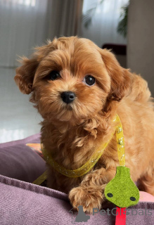 Фото №2 к объявлению №163963 о продаже мальтийскую болонку - купить в Германии заводчик