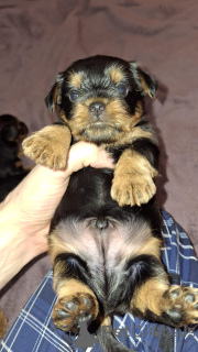 Фото №4. Продажа бивер-йоркширского терьера, йоркширского терьера в Риге частное объявление, из питомника, заводчик - цена 55660₽