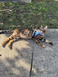 Фото №2 к объявлению №152944 о продаже бенгальская - купить в Финляндии частное объявление