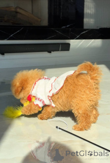 Фото №1. мальтийская болонка - купить в Берлине за 74214₽. Объявление №163965