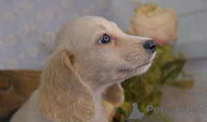 Фото №4. Продажа таксу в Innsbruck заводчик - цена 45363₽