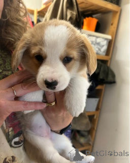 Фото №3. Щенок вельш-корги.  Германия