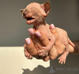 Фото №2 к объявлению №159885 о продаже сфинкс - купить в Литве частное объявление