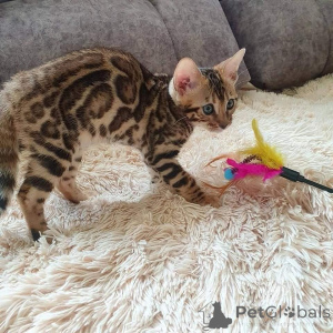 Фото №3. Бенгальские котята доступны для продажи. США