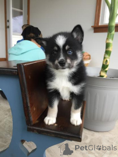 Фото №2 к объявлению №165621 о продаже сибирского хаски - купить в Германии 