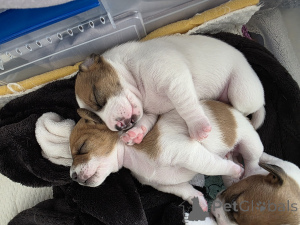 Фото №1. джек-рассел-терьер - купить в Ашдод за 359472₽. Объявление №164575