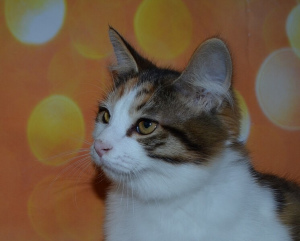 Фото №2 к объявлению №7042 о продаже курильский бобтейл - купить в России из питомника