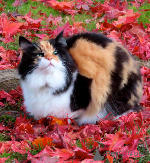 Фото №3. Чистокровные доступные котята. Здоровые котята. Наши котята обучаются домашним и. США