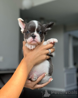 Фото №1.  - купить в Мюнхене за 55660₽. Объявление №150644