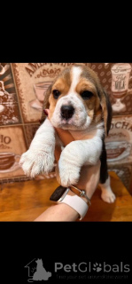 Фото №2 к объявлению №162855 о продаже  - купить в Бельгии 