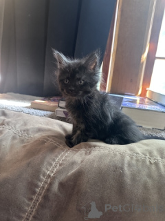 Фото №3. 1/2 Мэн Кун Киттены. США