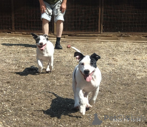 Фото №2 к объявлению №146005 о продаже американского стаффордширского терьера - купить в России 